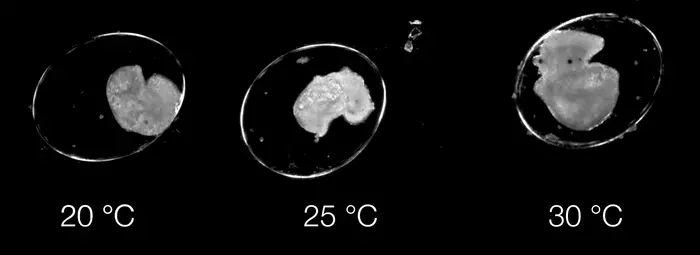 Pond snail embryos at the University of Plymouth