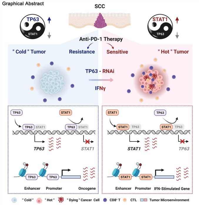 New Mechanism of Immune Evasion in Squamous Cell Carcinoma, Offers Potential for Improved Treatment