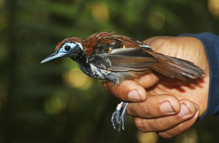 Novel research sheds light on Amazonian birds’ thermoregulatory strategies in a changing environment