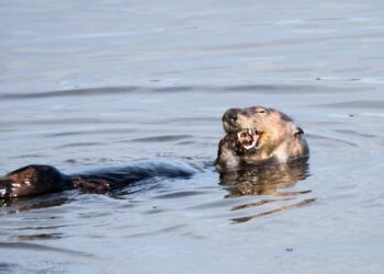 Otter eating prey