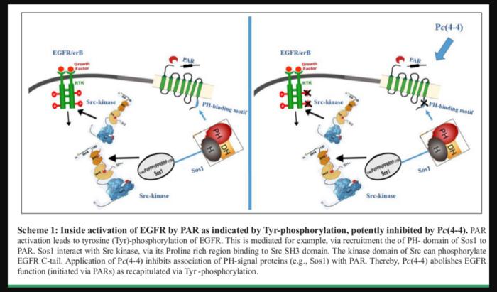 PH-binding motifs as a platform for drug design: Lessons from protease-activated receptors (PARs)