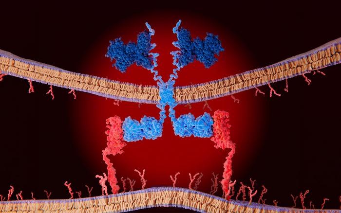 St. Jude found 156 potential targets for chimeric antigen receptor (CAR) T–cell immunotherapy. Explore the discovery’s promise to improve cancer therapies.