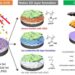 Anode-electrolyte interface formation process and sulfide-based all-solid-state battery design using coated polymers