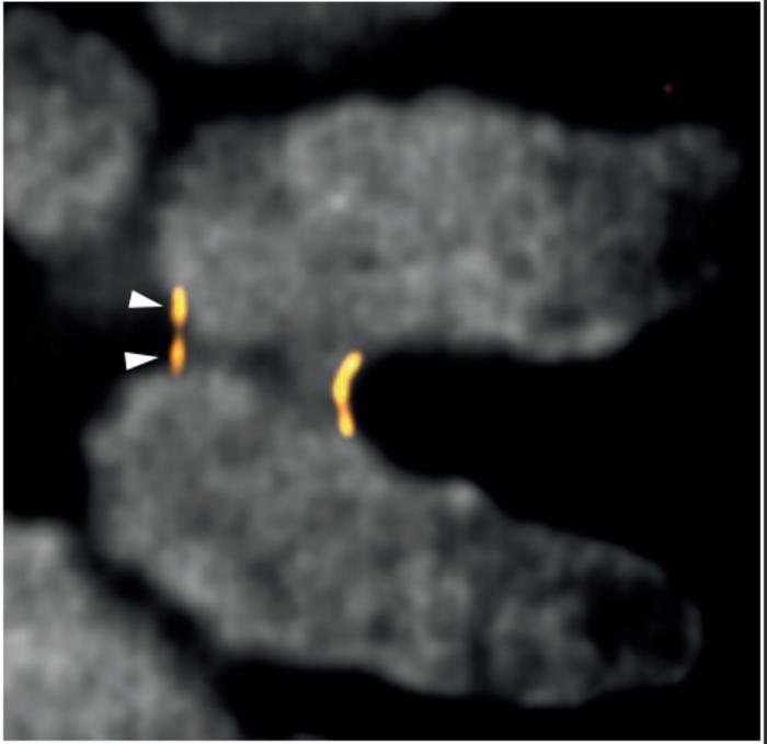 Bipartite organization of the centromere