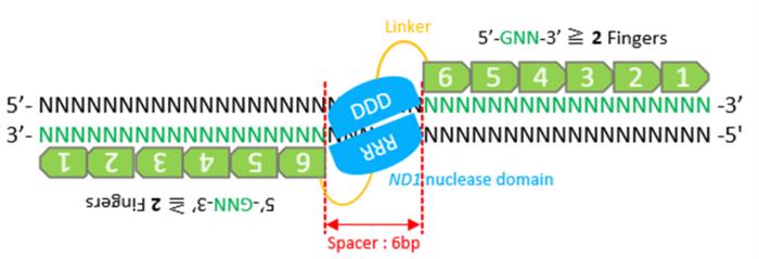 Researchers use machine-learning modeling tools to improve zinc-finger nuclease editing technology