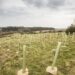 Tree planting on Dartmoor, UK