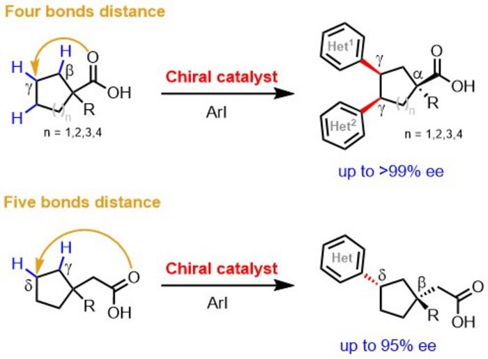 Scripps Research chemists develop new method for making gamma chiral centers on simple carboxylic acids