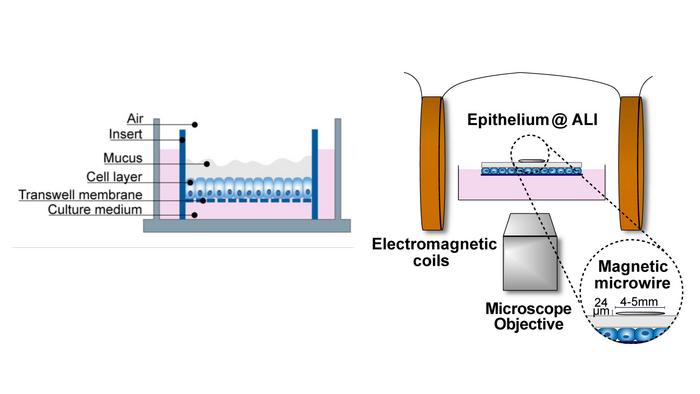 Mucus exposed to the air for easy access during experiments