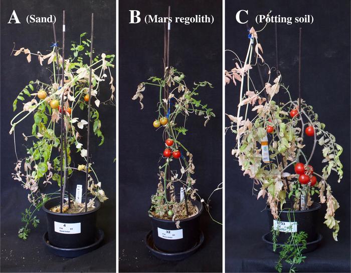 Intercropping on Mars: A promising system to optimise fresh food production in future martian colonies