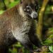 White-nosed coati