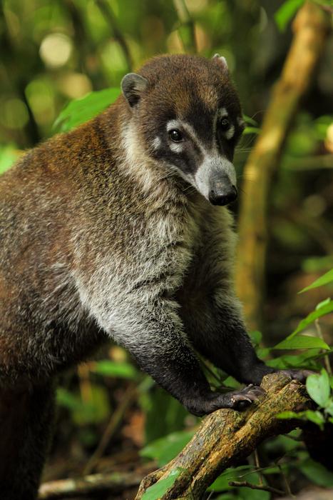 Smarter foragers do not forage smarter