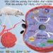 Structural Engineering Unlocks Potent Tumor Treatment with Dual-Function Magnetite Nanozymes