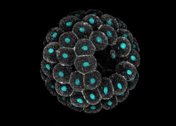 A sea star embryo imaged on a confocal microscope