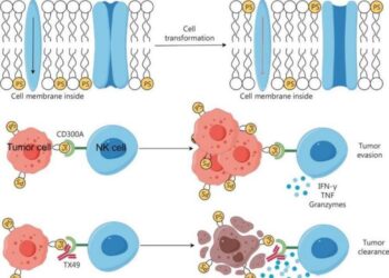 Graphic model of the mechanisms underlying blocking CD300A enhances the anti-tumor function of NK cells.