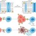 Graphic model of the mechanisms underlying blocking CD300A enhances the anti-tumor function of NK cells.