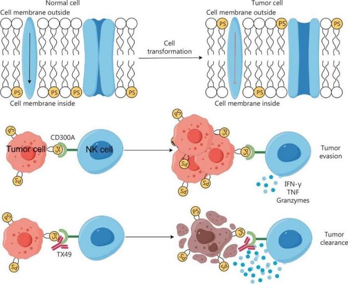 Graphic model of the mechanisms underlying blocking CD300A enhances the anti-tumor function of NK cells.