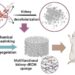 A schematic depiction showcasing the creation and functionality of a renal ECM-based sponge material, facilitating rapid hemostasis and wound healing