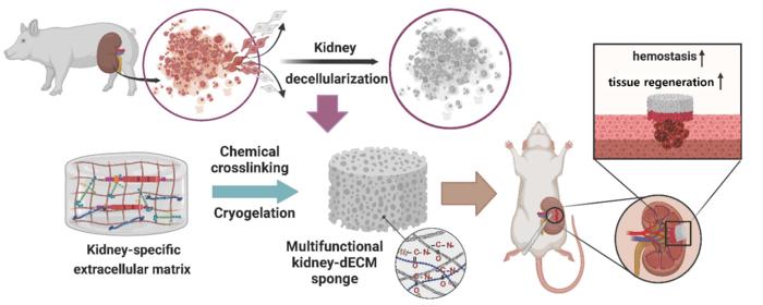 The solution to kidney bleeding and recovery lies within a hemostasis sponge, using the inherent capabilities of the kidneys