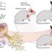 Schematic of novel stem cell therapy with metabolic glycoengineering (MGE) for brain repair after cardiac arrest (CA).