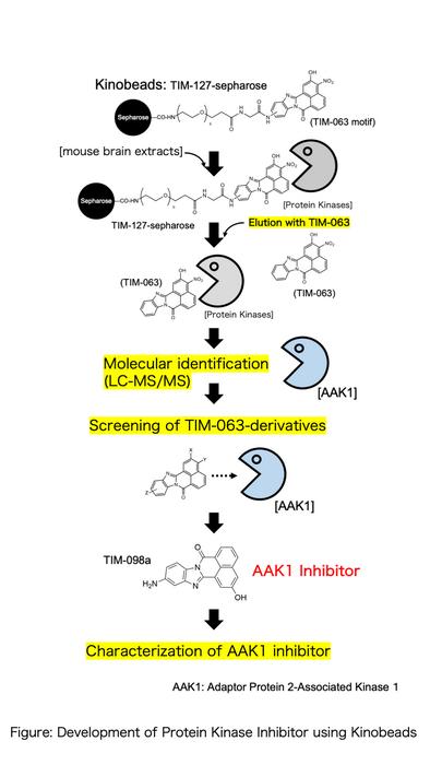 Development of protein kinase inhibitor using kinobeads