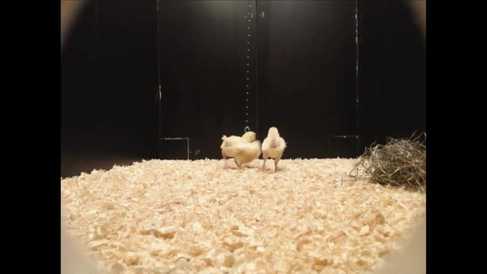 Why do male chicks play more than females? Study finds answers in distant ancestor