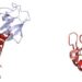 Comparing the AFM default MSA Transformer pairing strategy with DiffPALM for a protein structure.