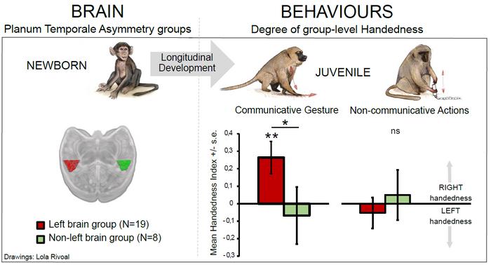 Baby Baboon Brain Anatomy Predicts Which Hand They Will Use To Communicate