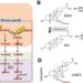 Species differences in bile acid synthesis.