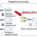 Cartoon of the role of B4GALNT3 enzyme for blocking glycan extension