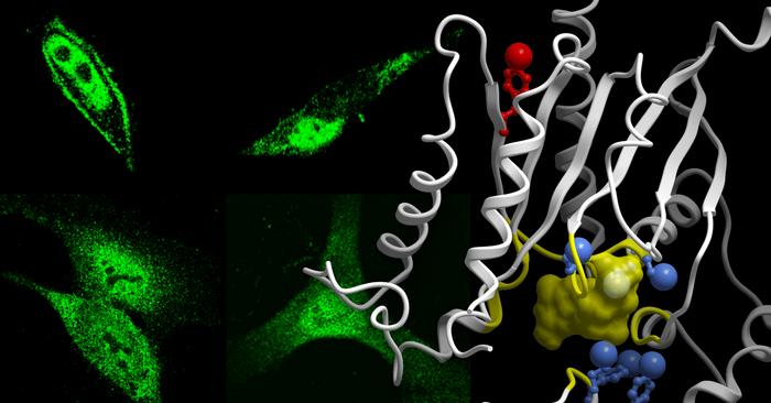 Chasing down a cellular ‘short circuit’