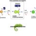 Switchable Synthesis Protocols for Organic Moieties