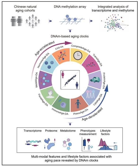 DNA methylation clocks for estimating biological age in Chinese cohorts