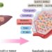 Mechanisms of sorafenib resistance in HCC.