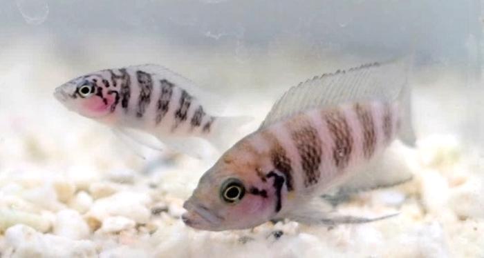 Fishy parenting? Punishing offspring encourages cooperation