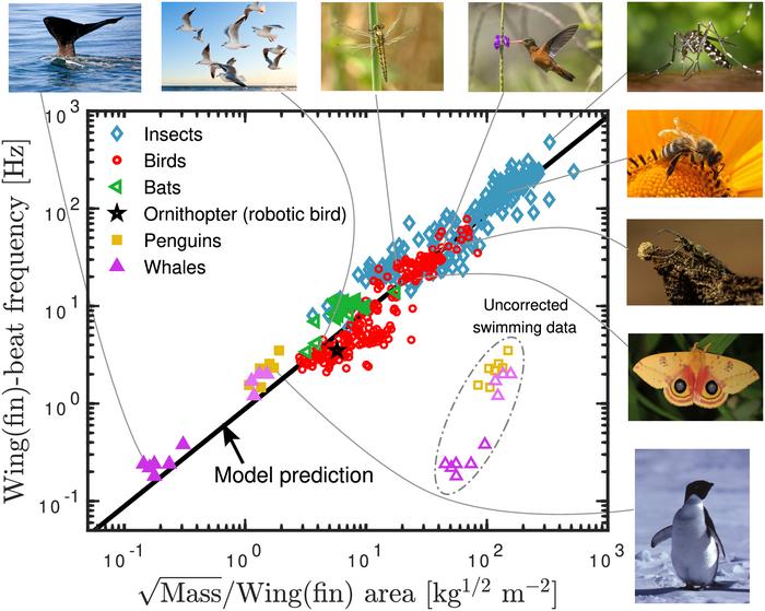 Flapping frequency of birds, insects, bats and whales described by universal equation