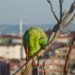 Parrots in the wild in Polish cities