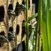 Green and gold bell frogs in artificial hotspot shelter