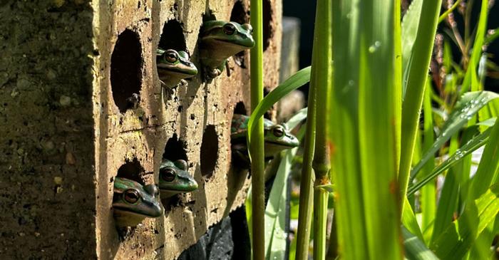 Green and gold bell frogs in artificial hotspot shelter