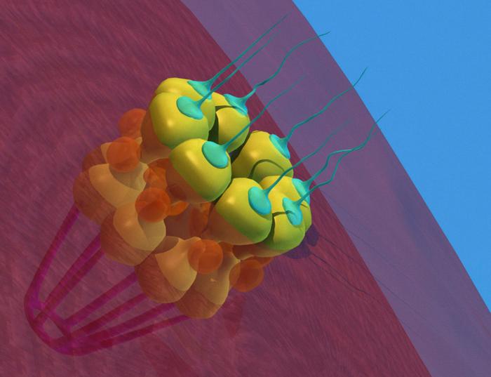 How a protein component of nuclear pore complexes regulates development of blood cells and may contribute to myeloid disorders