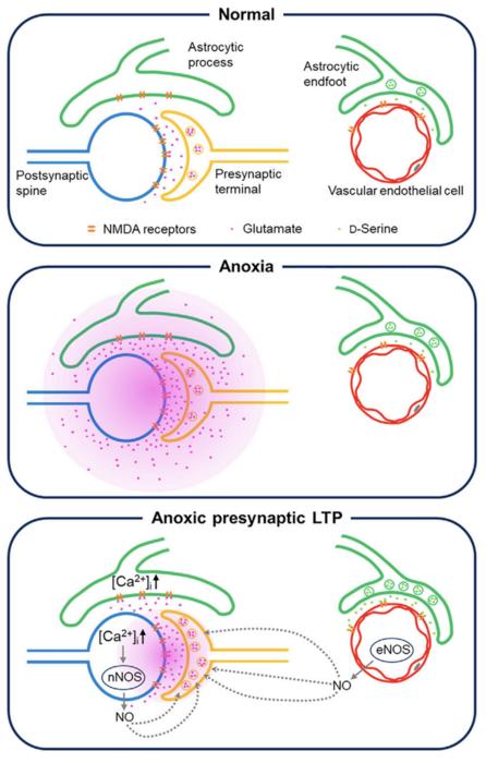 How does oxygen depletion disrupt memory formation in the brain?