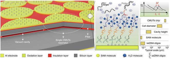 Innovative CMUT-based resonant biosensor offers enhanced DNA detection specificity