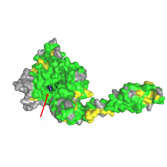 Structure of USP28 in complex with AZ1