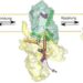 Binding to the receptor (green) causes the G protein (yellow) to change its shape and release the regulatory molecule GDP.