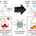 Schematic of tailored and multi-functionalized nanoparticles to treat schizophrenia