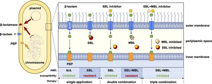 Novel triple antibiotic combination offers breakthrough in combatting antibiotic resistance