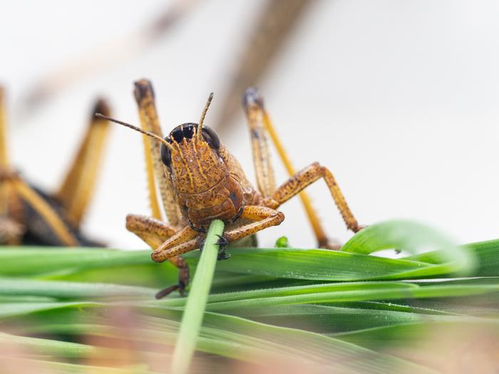 Odors are encoded in rings in the brain of migratory locusts