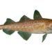 Juvenile Pacific cod