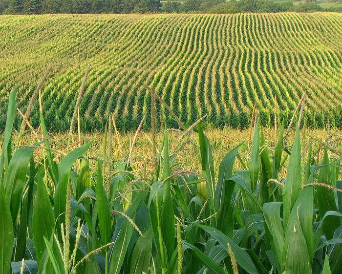 Q&A: Finding varieties of corn that are adapted to future climates