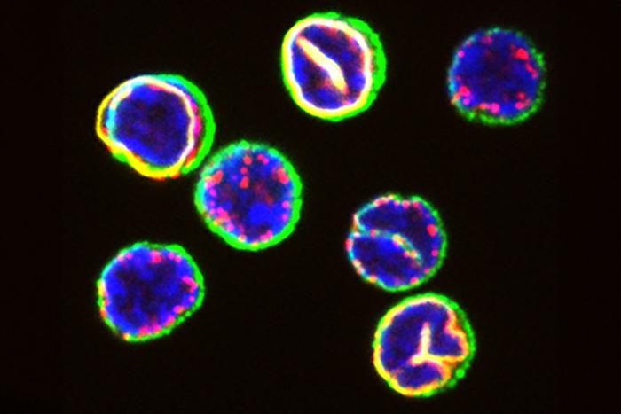 Isolated T cells