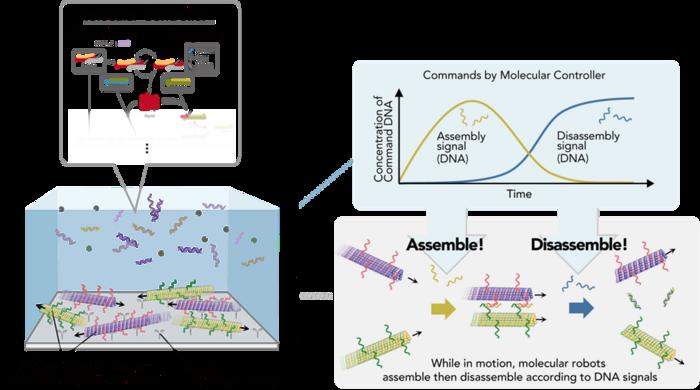 Self-assembling and disassembling swarm molecular robots via DNA molecular controller